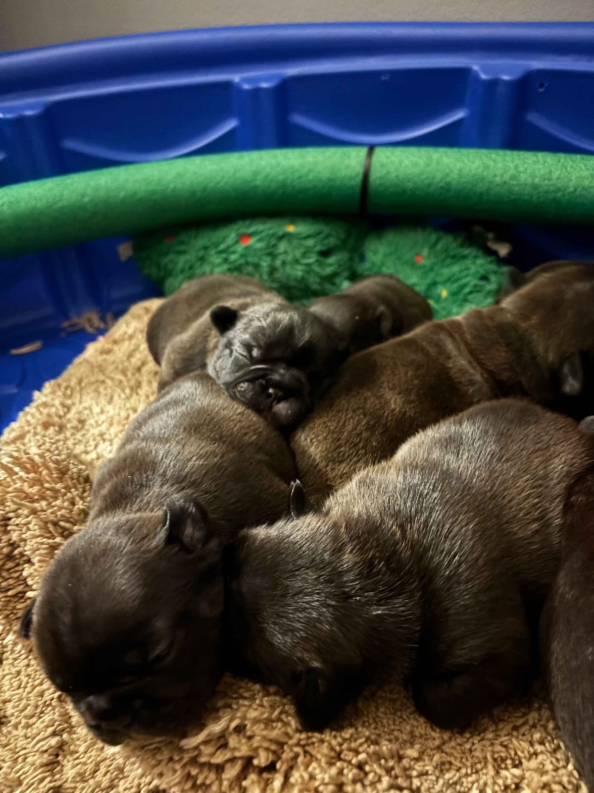 French Bulldog Puppies breeder image 6