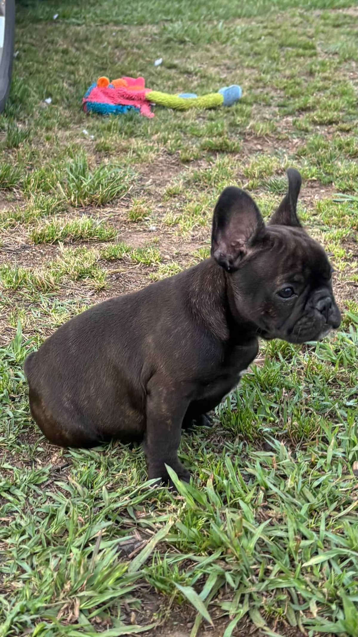 French Bulldog Puppies breeder image 10