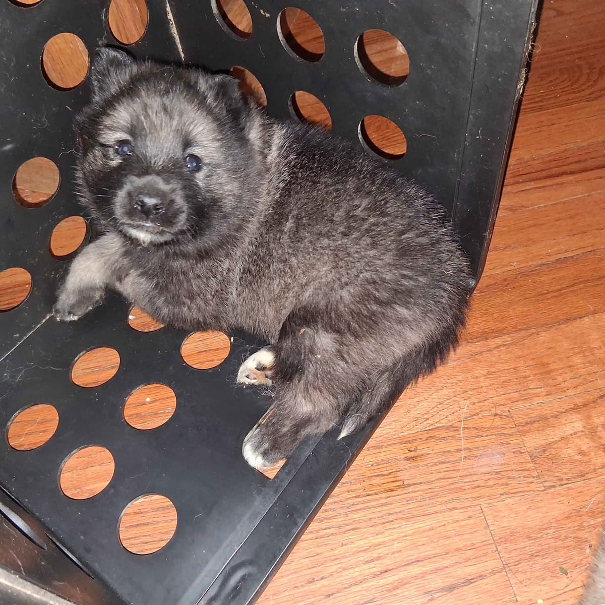 Norwegian Elkhound Puppies breeder image 12