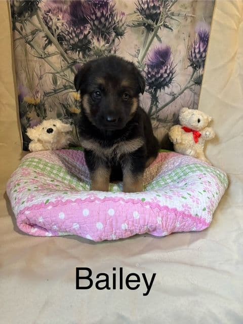 German Shepherd Puppies breeder image 2