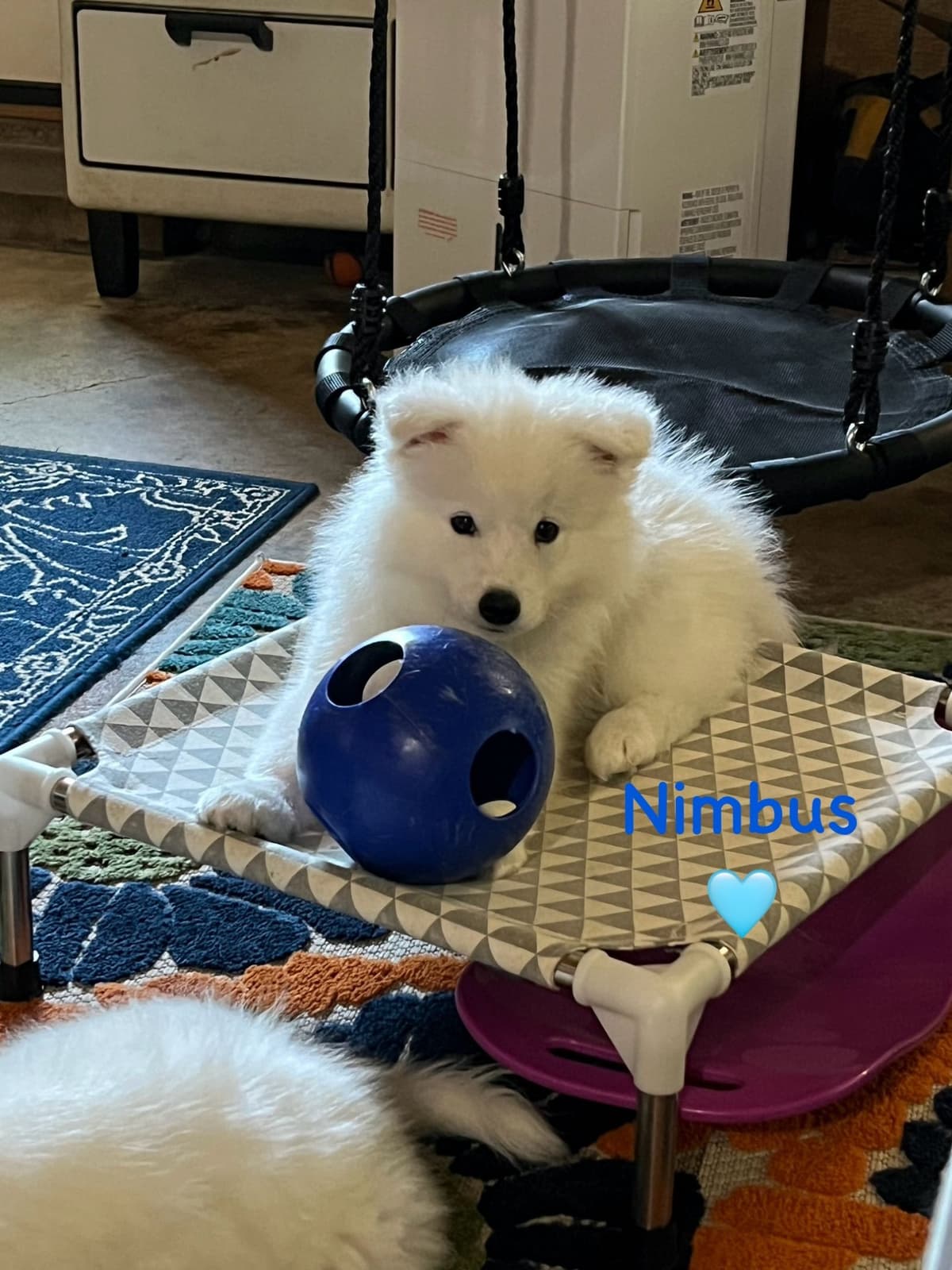 Samoyed Puppies breeder image 10