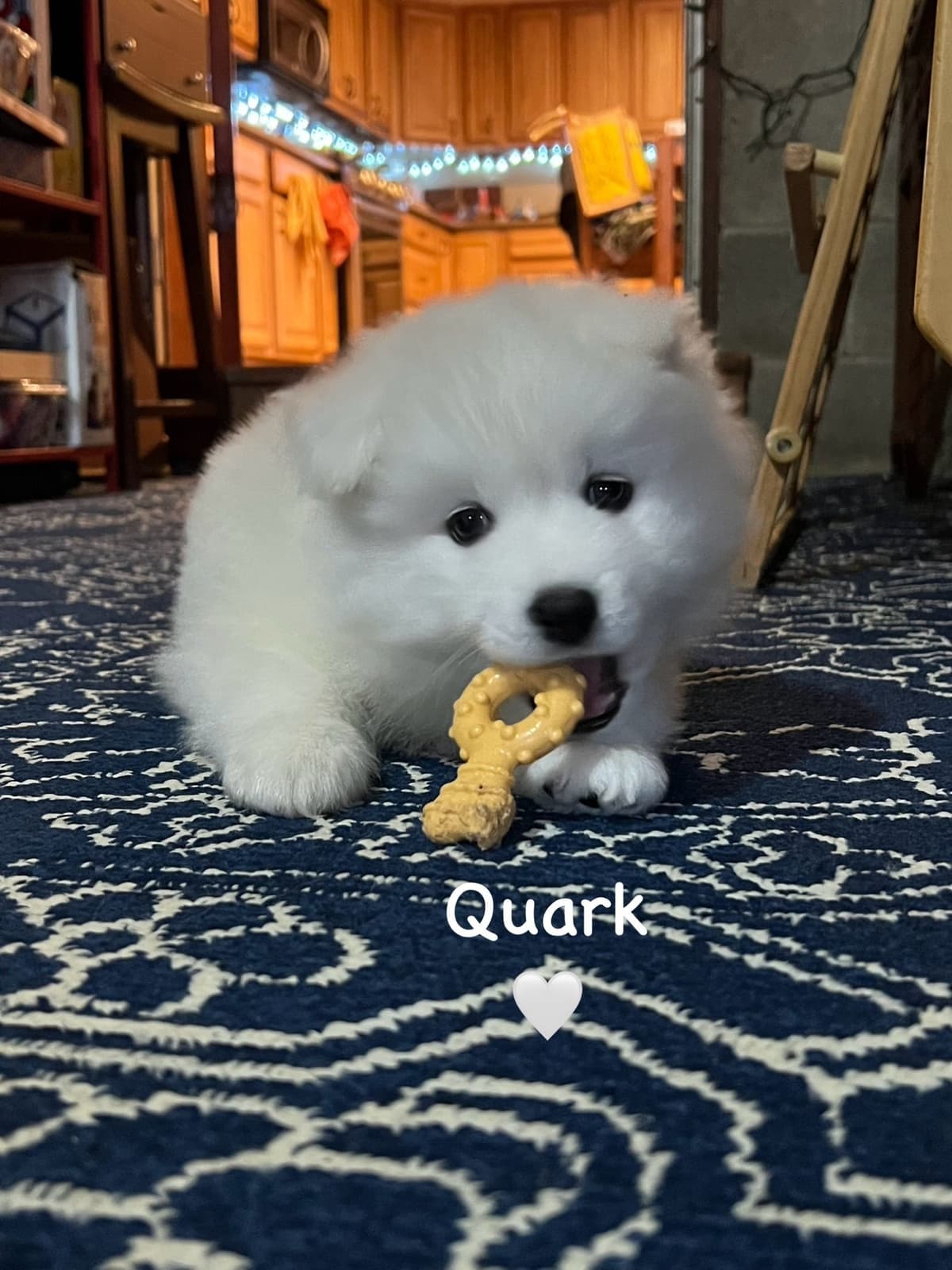 Samoyed Puppies breeder image 22