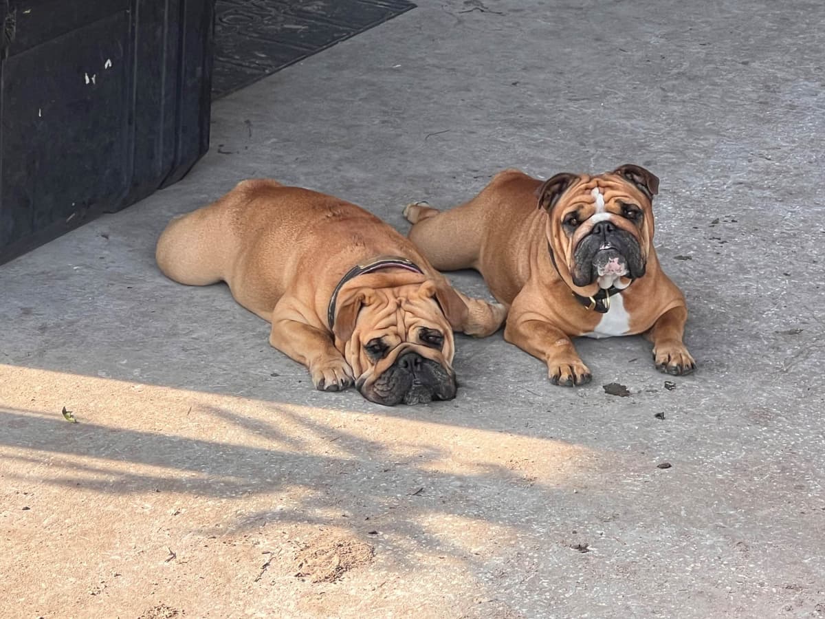 Bulldog Puppies breeder image 1