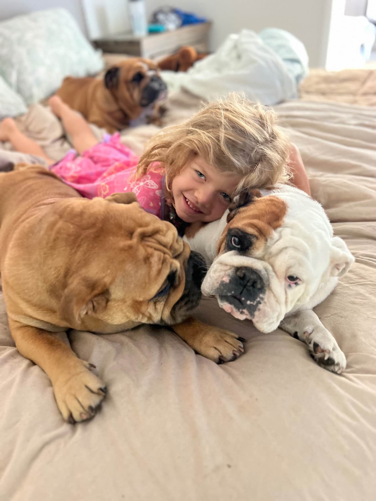 Bulldog Puppies breeder image 3