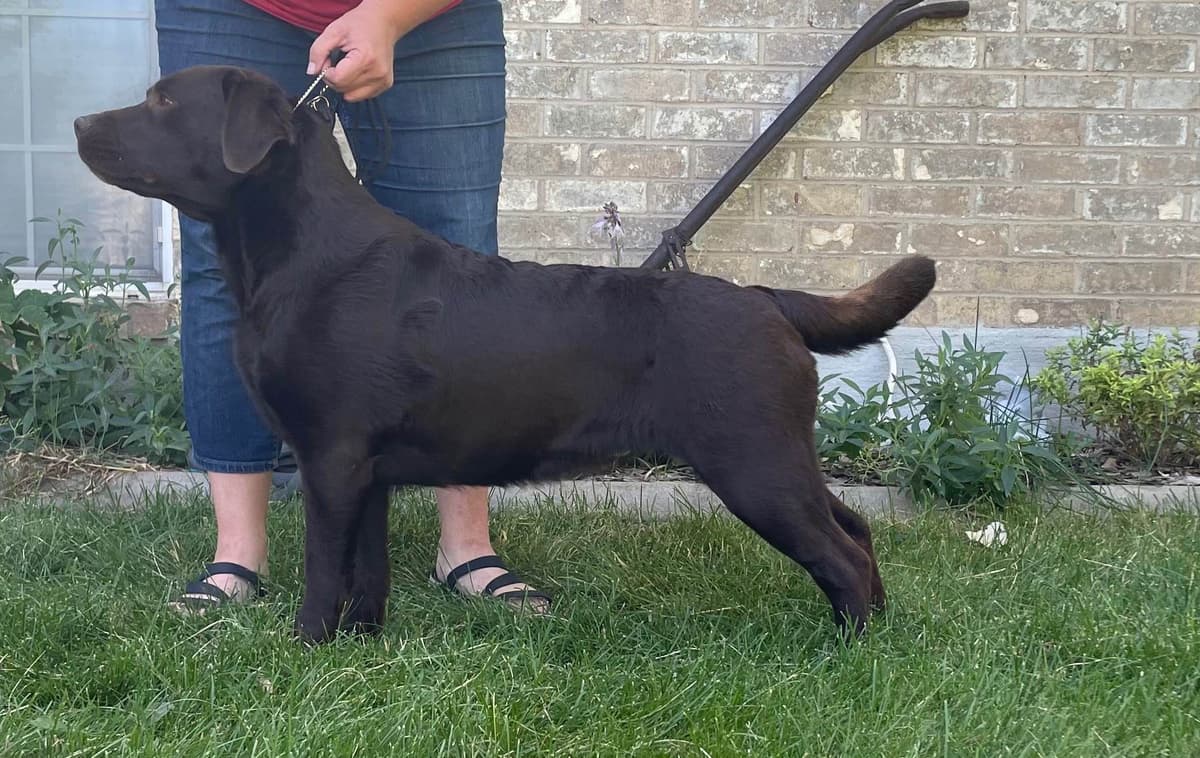 Labrador Retriever Puppies breeder image 5