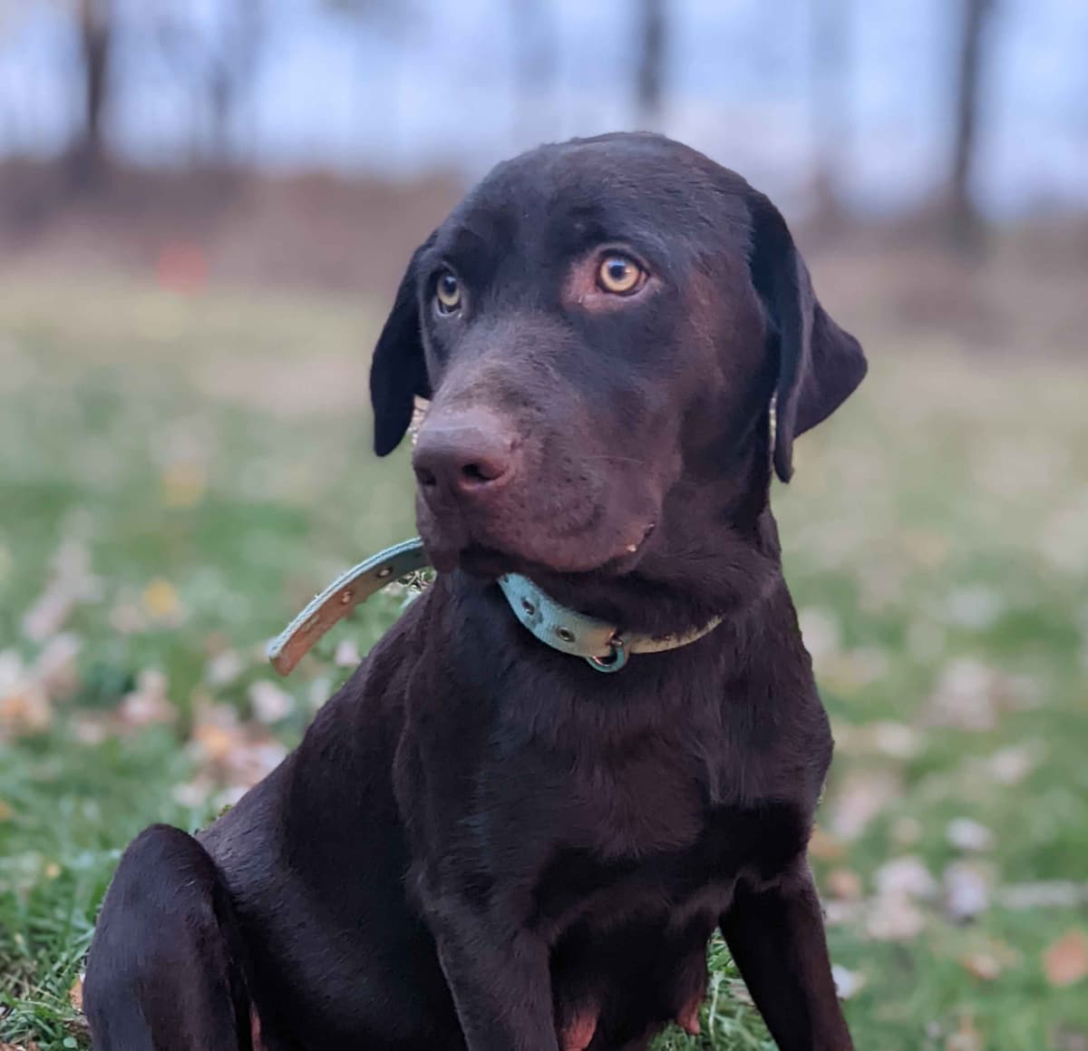 Labrador Retriever Puppies breeder image 1