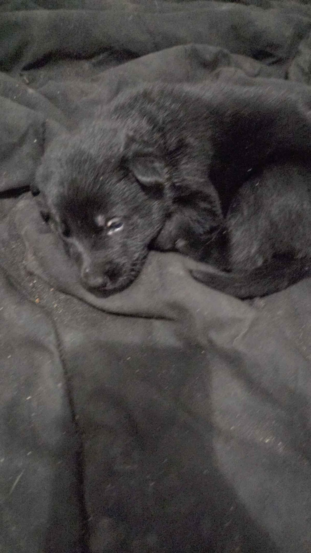 German Shepherd Dog Puppies breeder image 2