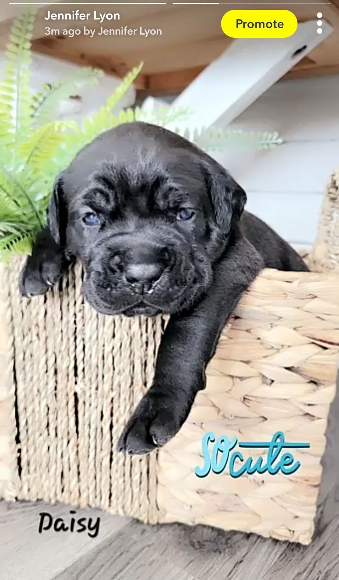 Scandifio Bloodlines! Puppies available now! breeder image 22