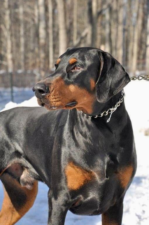 Doberman Pinscher Puppies breeder image 6