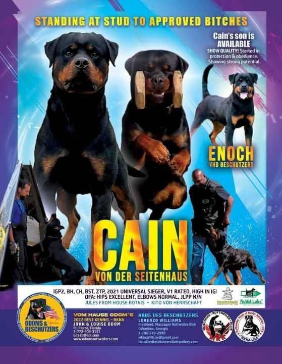 Rottweiler Puppies breeder image 13