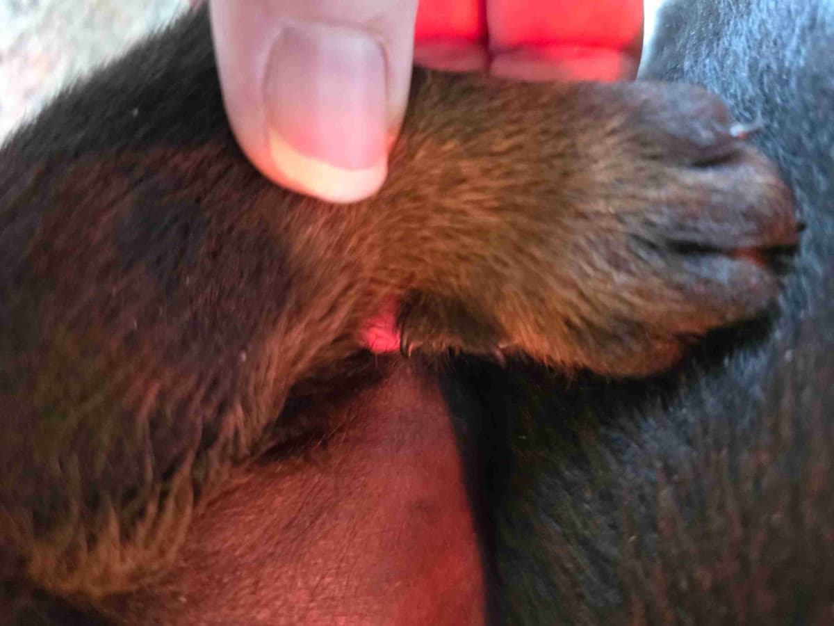 Rottweiler Puppies breeder image 16