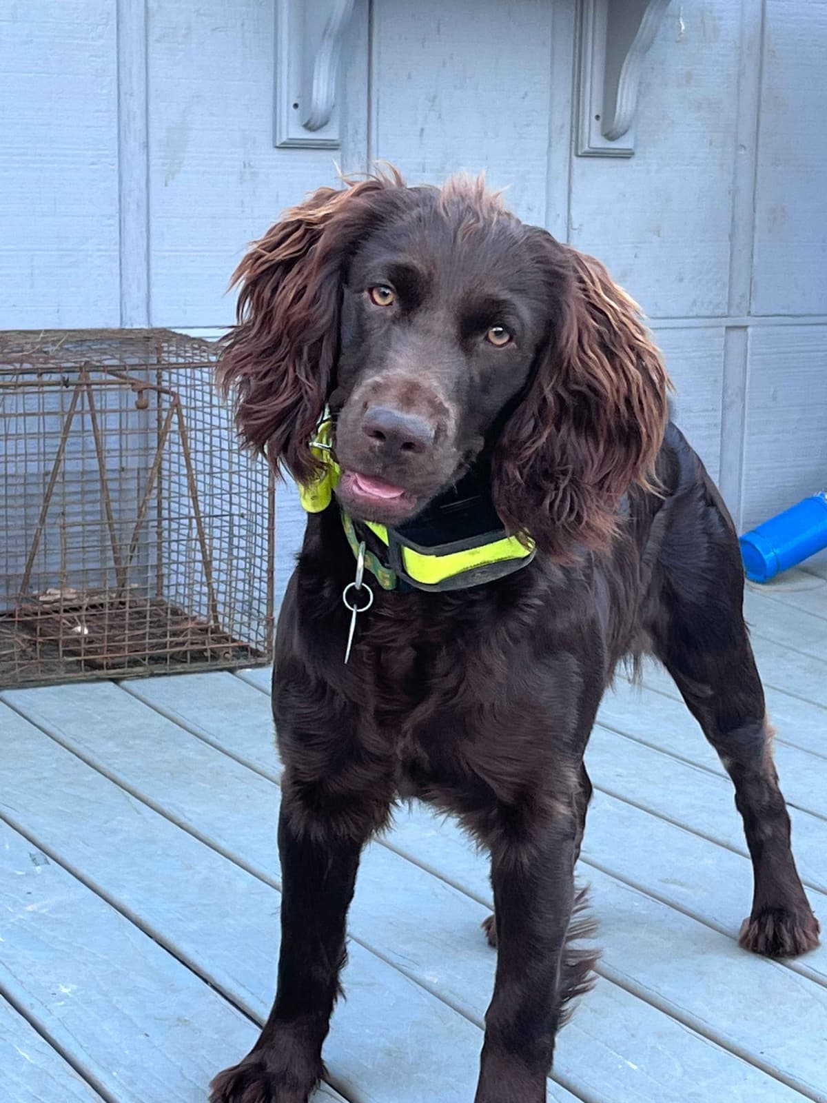 Boykin Spaniel Puppies breeder image 9