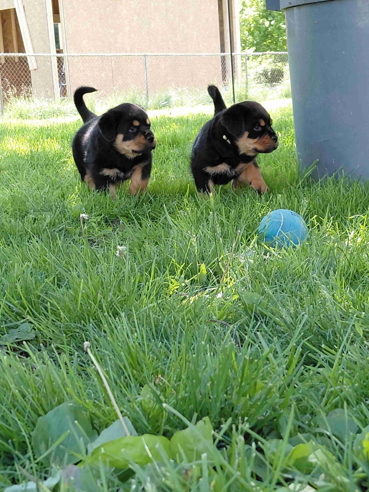 Rottweiler puppies from AC/DC ROTTWEILERS breeder image 14