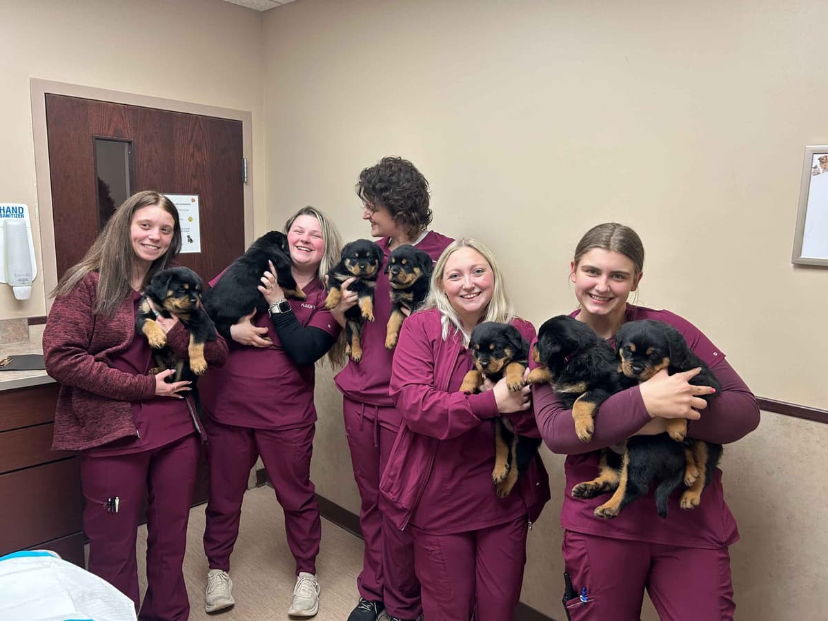 Rottweiler puppies from AC/DC ROTTWEILERS breeder image 16