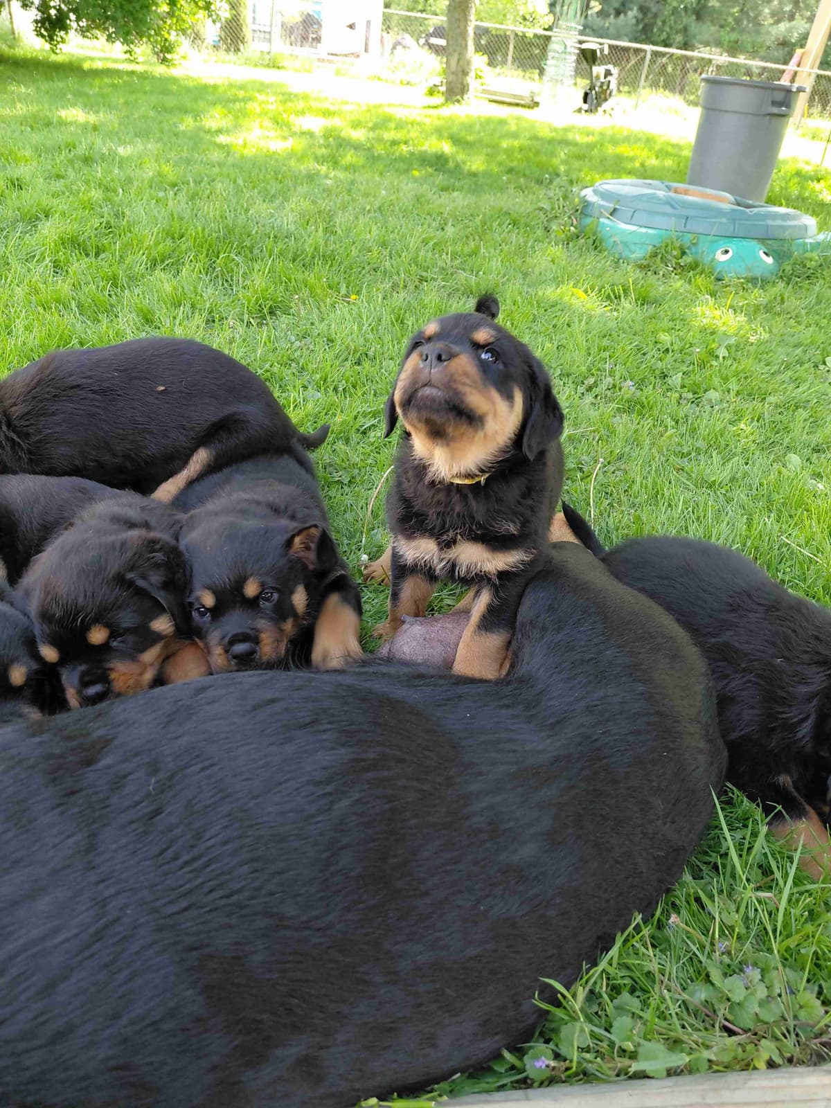 Rottweiler puppies from AC/DC ROTTWEILERS breeder image 18