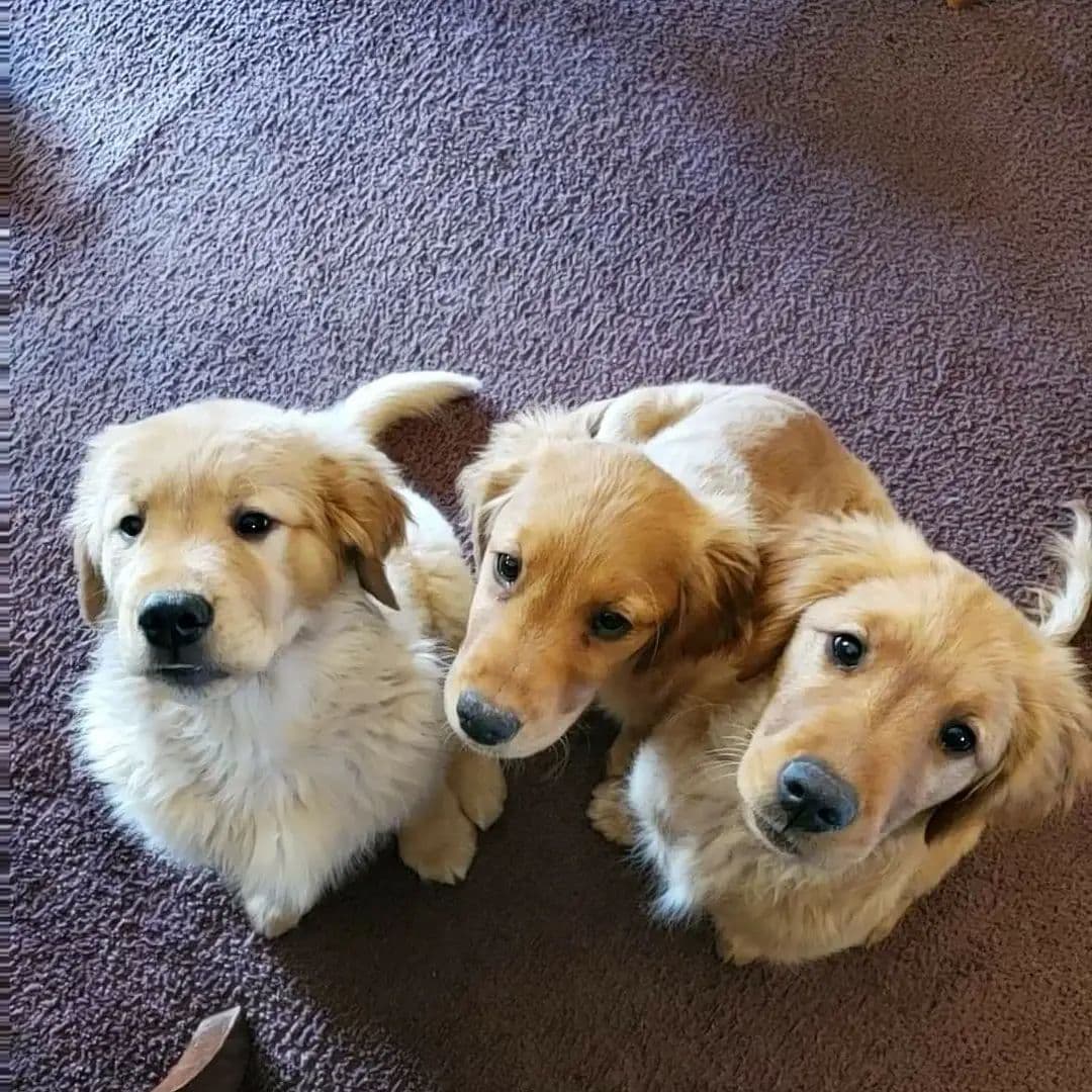 Golden Retriever Puppies breeder image 18