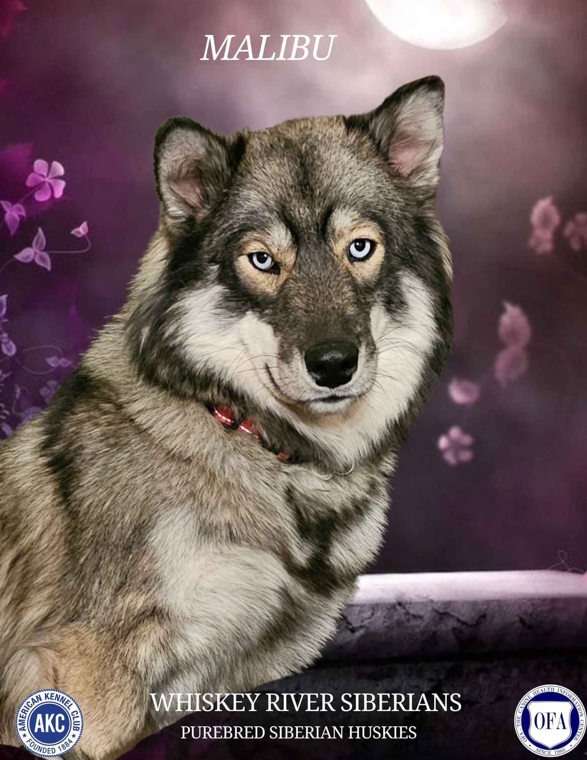 Siberian Husky Puppies breeder image 3