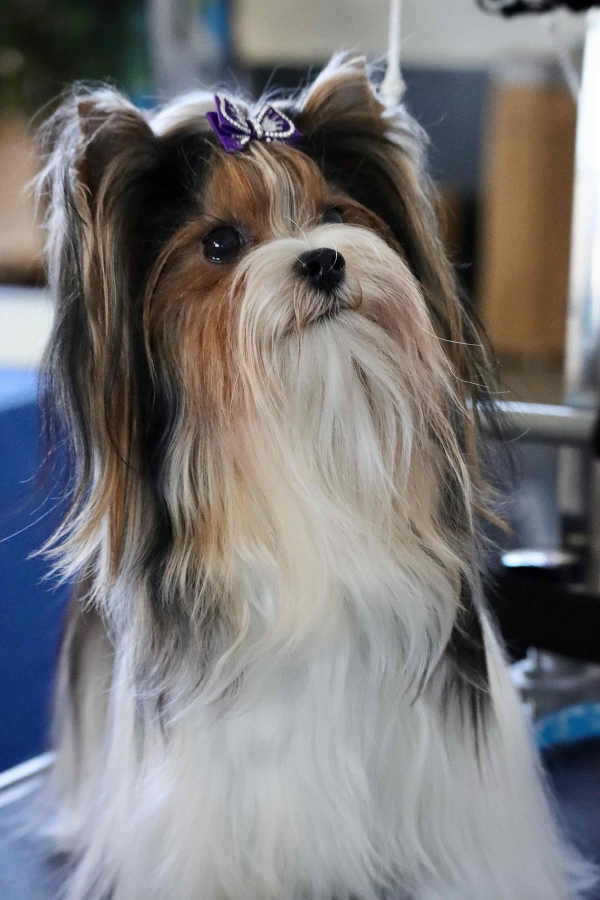 Perfeccion Del Cielo Biewer Terriers breeder image 18