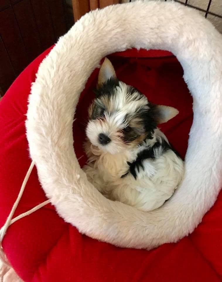 Perfeccion Del Cielo Biewer Terriers breeder image 28