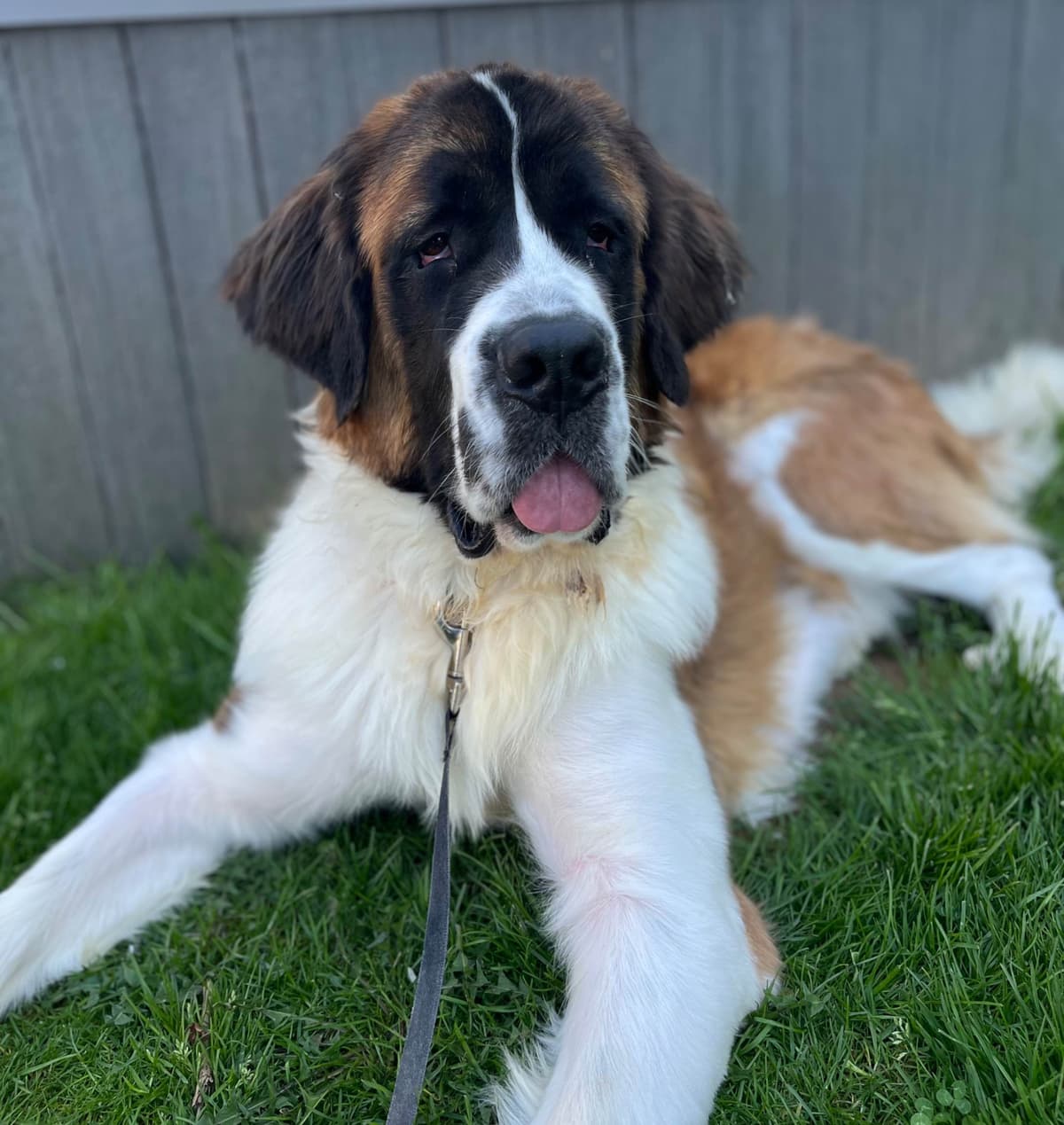 Saint Bernard Puppies breeder image 3