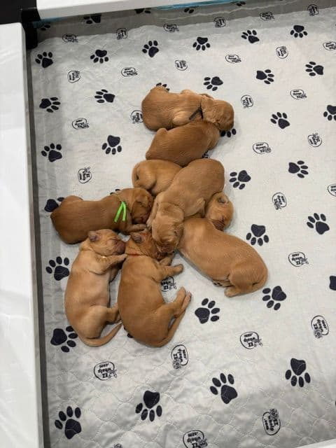 Golden Retriever Puppies breeder image 5