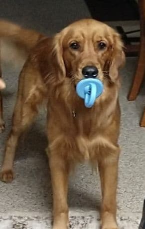 Golden Retriever Puppies breeder image 10