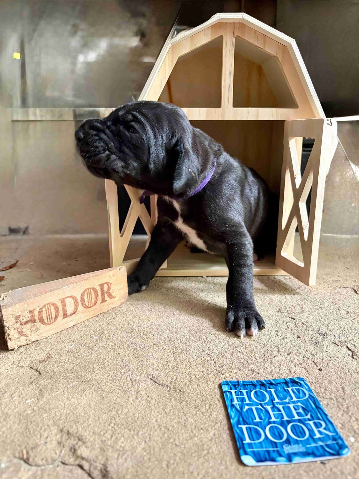 House of Danes Great Dane Puppies breeder image 2