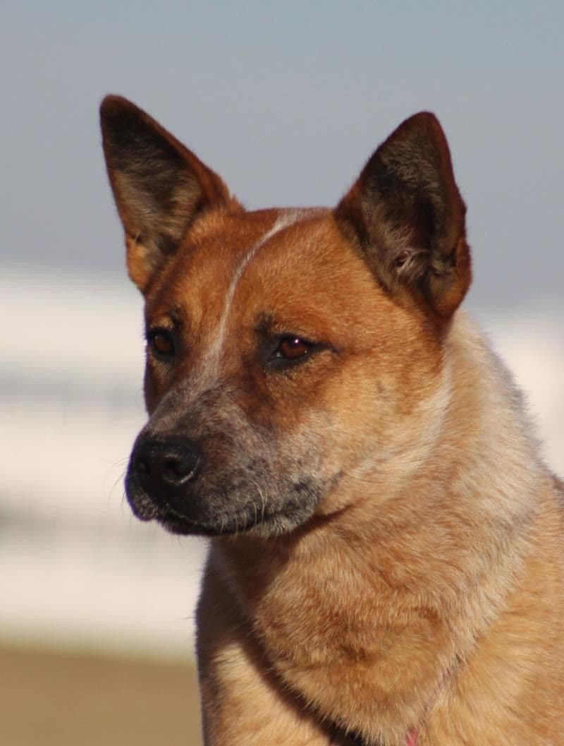 ACD Pups-2 Grandparents are National Herding Champions breeder image 7