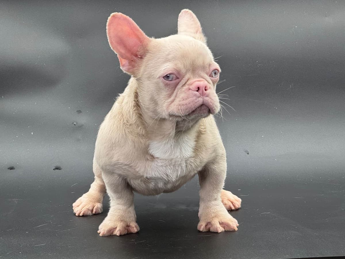French Bulldog Puppies breeder image 14