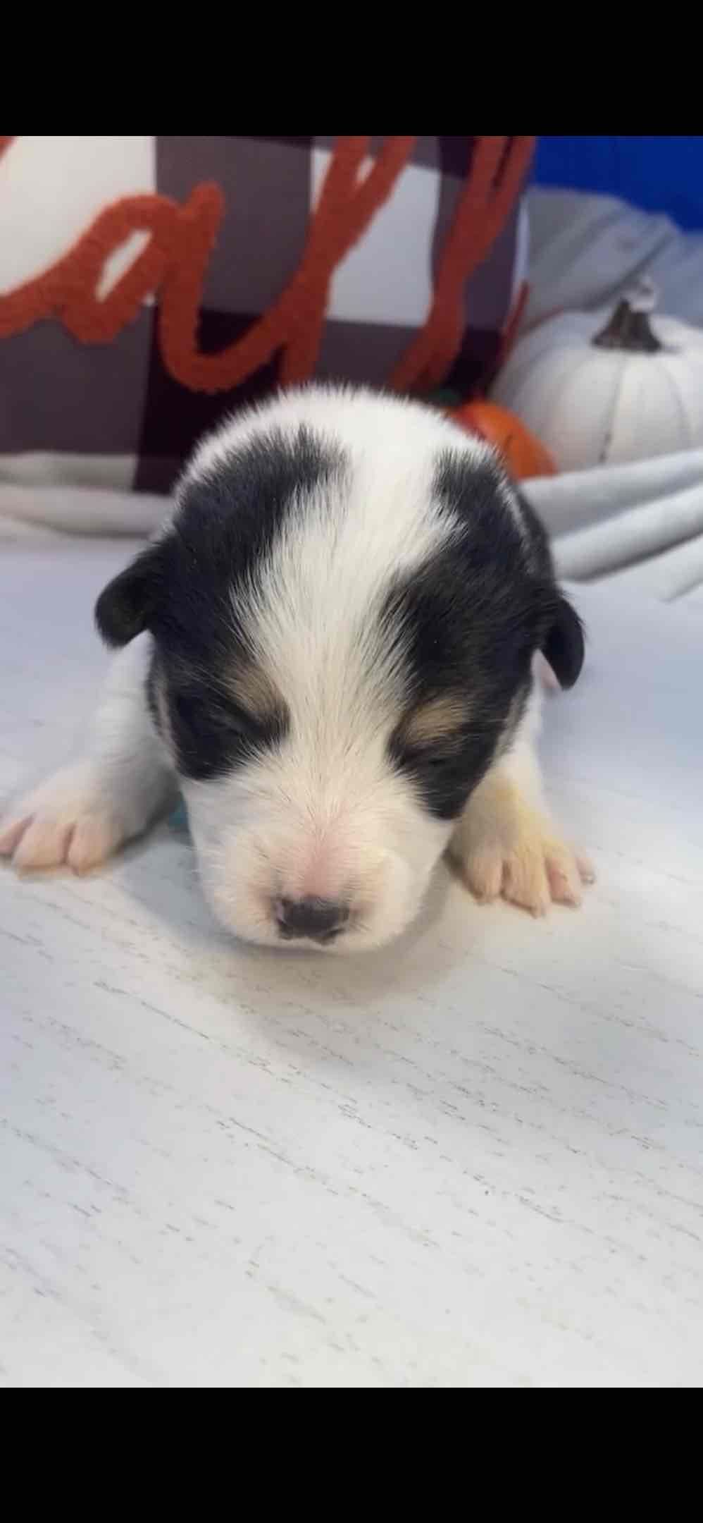Pembroke Welsh Corgi Puppies breeder image 1