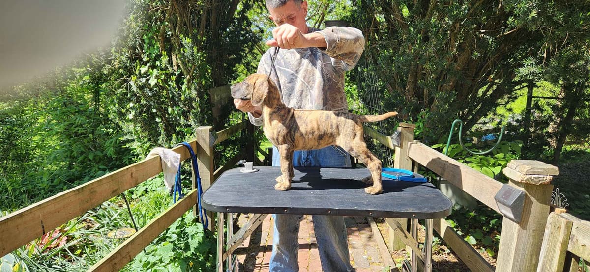 Great Dane Puppies breeder image 6