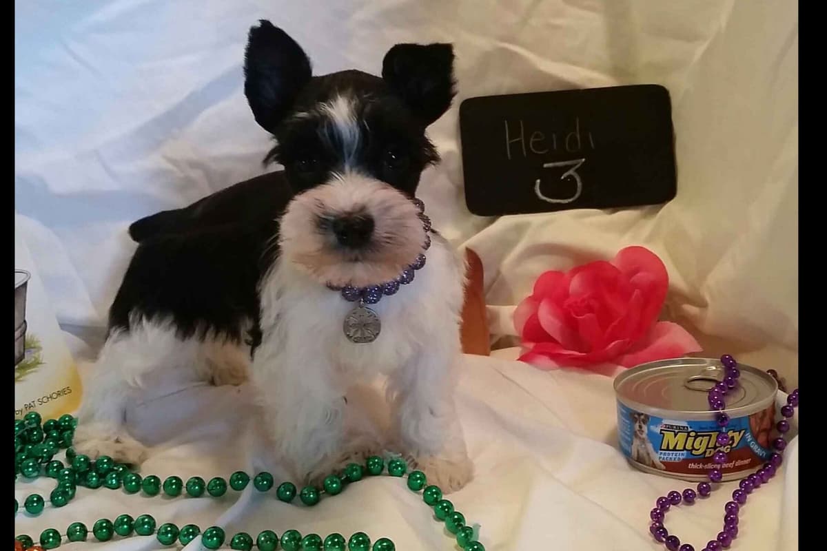Miniature Schnauzer Puppies breeder image 5