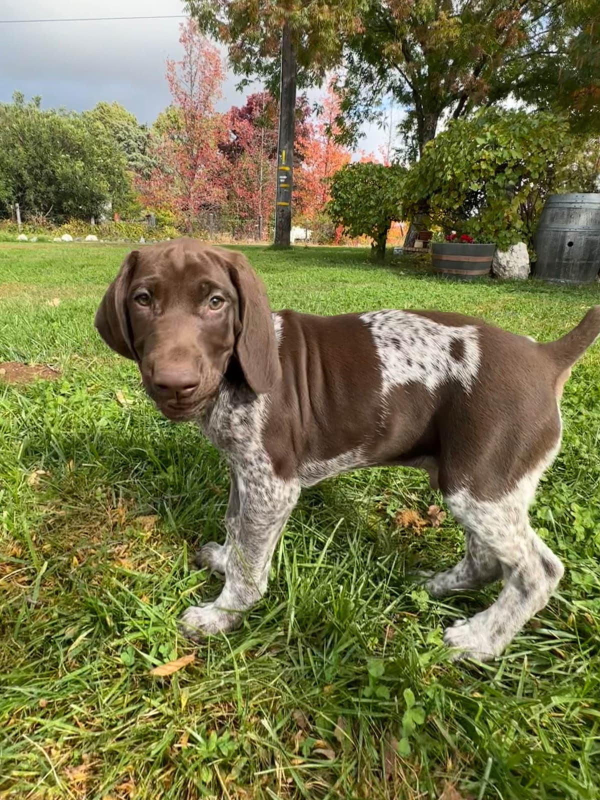 German Shorthaired Pointer Puppies breeder image 9