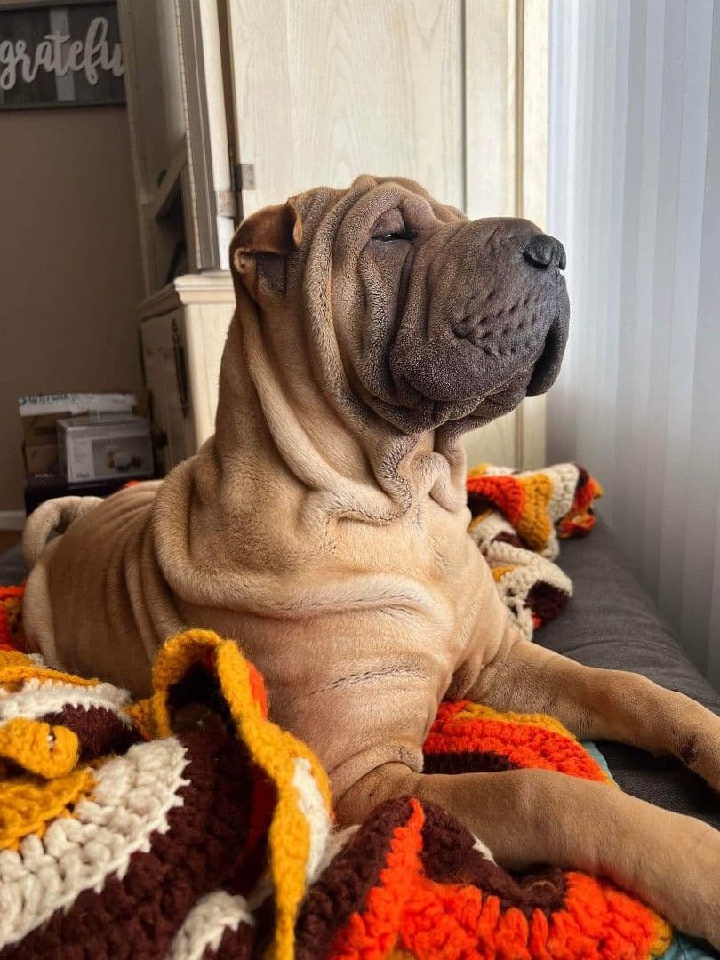 Chinese Shar-Pei Puppies Black Boy breeder image 1