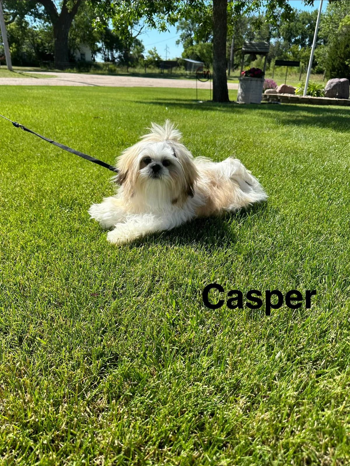Papillon Puppies breeder image 3