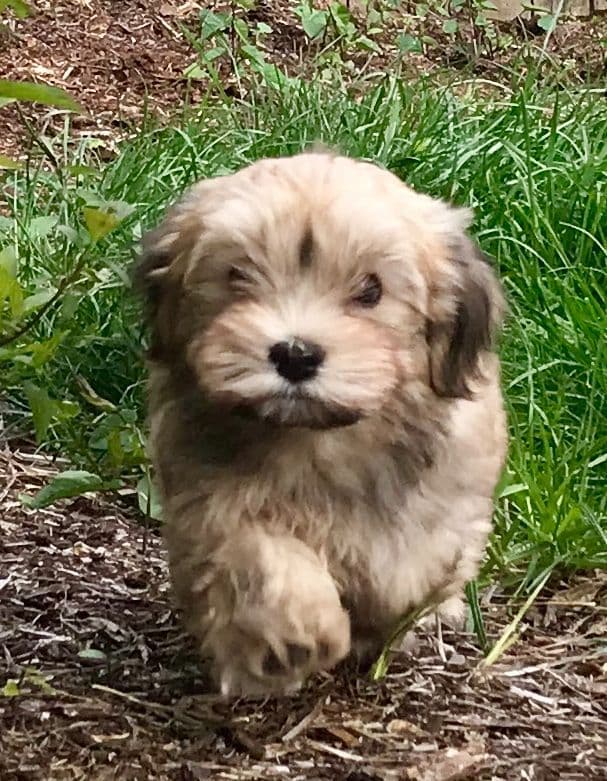 Havanese Puppies breeder image 7