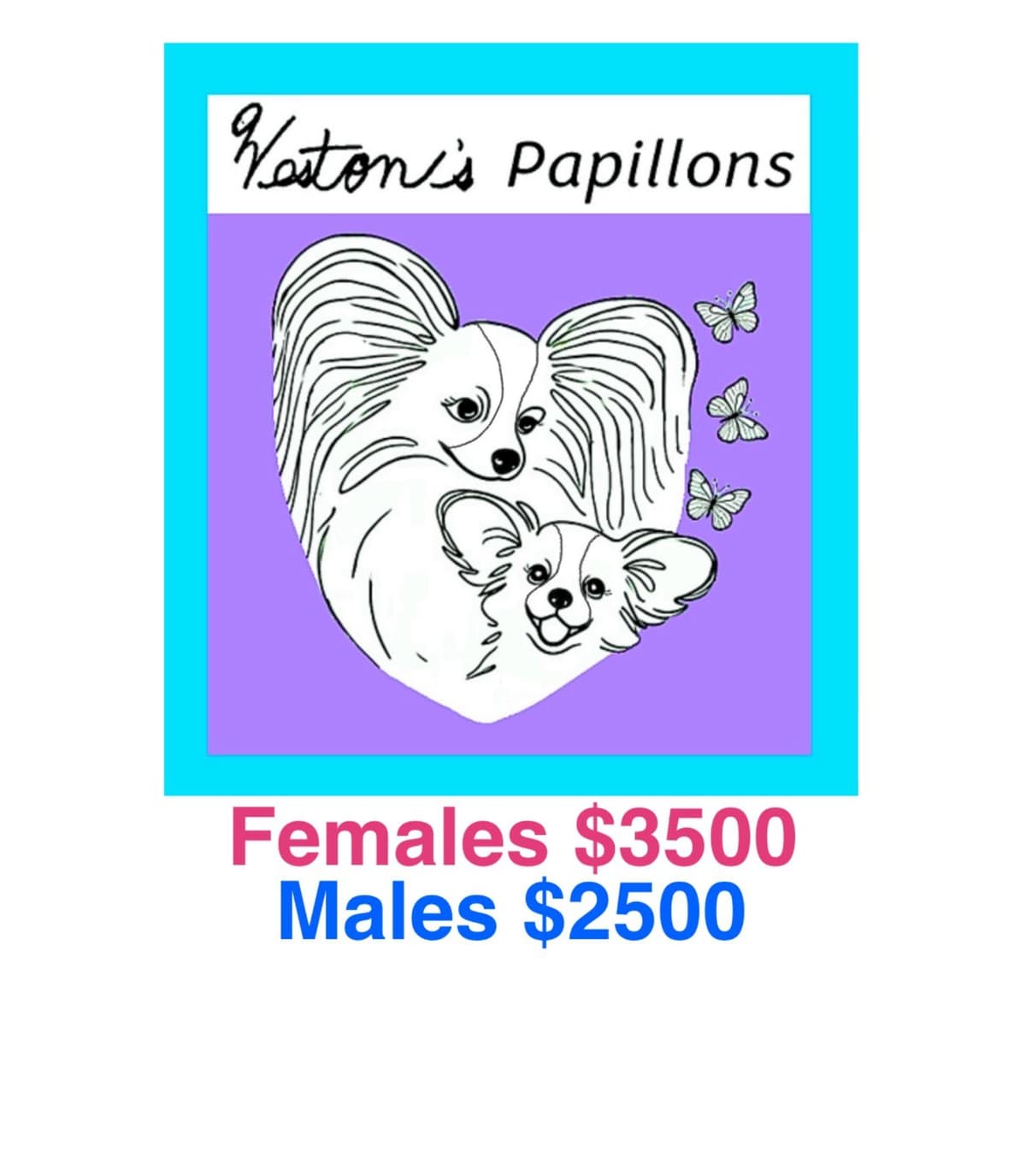 Shimmer & Willie puppies breeder image 16