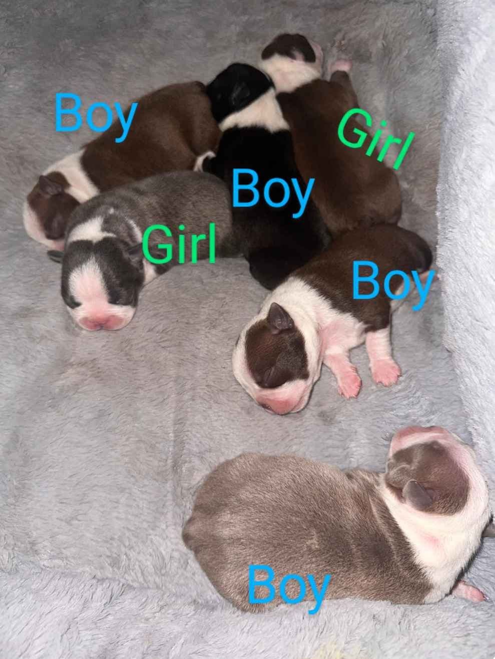CAROLINA BOSTON TERRIERS breeder image 3