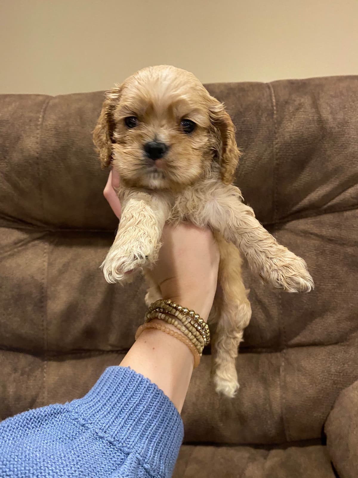 Cocker Spaniel Puppies breeder image 5