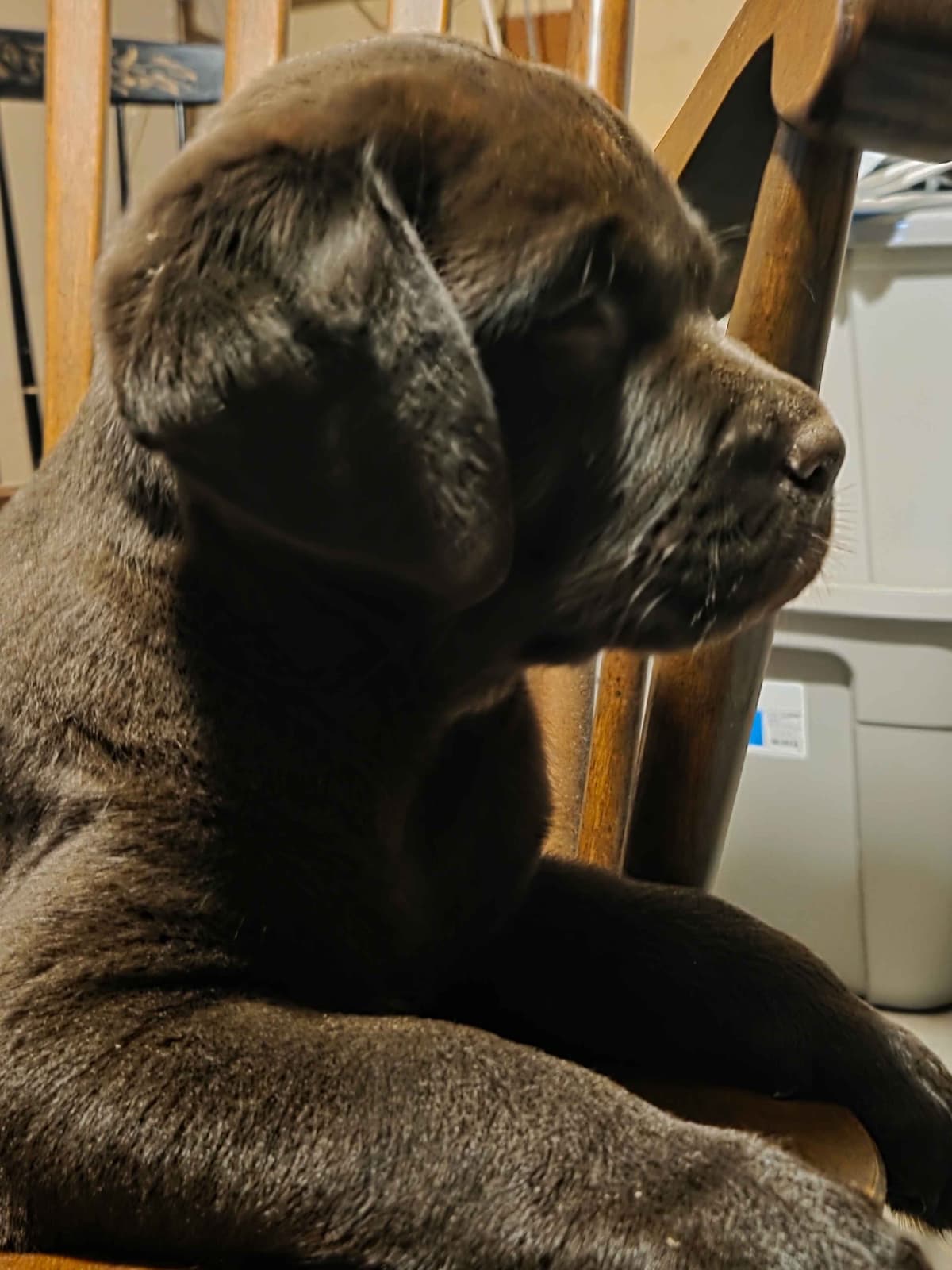 Labrador Retriever Puppies breeder image 2
