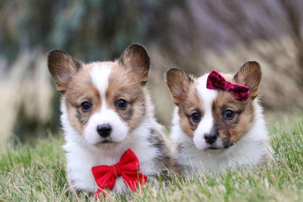 Pembroke Welsh Corgi Puppies breeder image 1