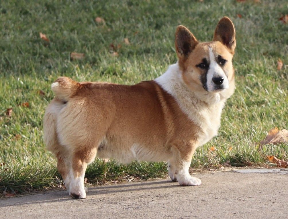Pembroke Welsh Corgi Puppies breeder image 4