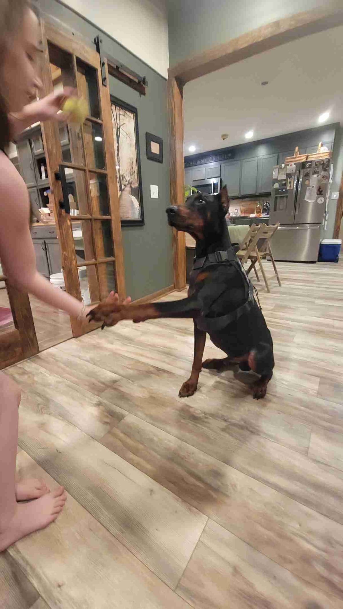 Doberman Pinscher Puppies breeder image 11