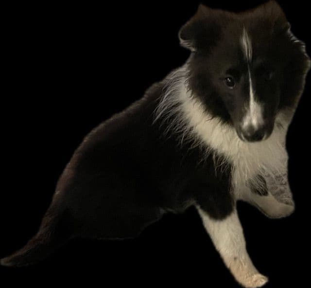 Shetland Sheepdog Puppies breeder image 4
