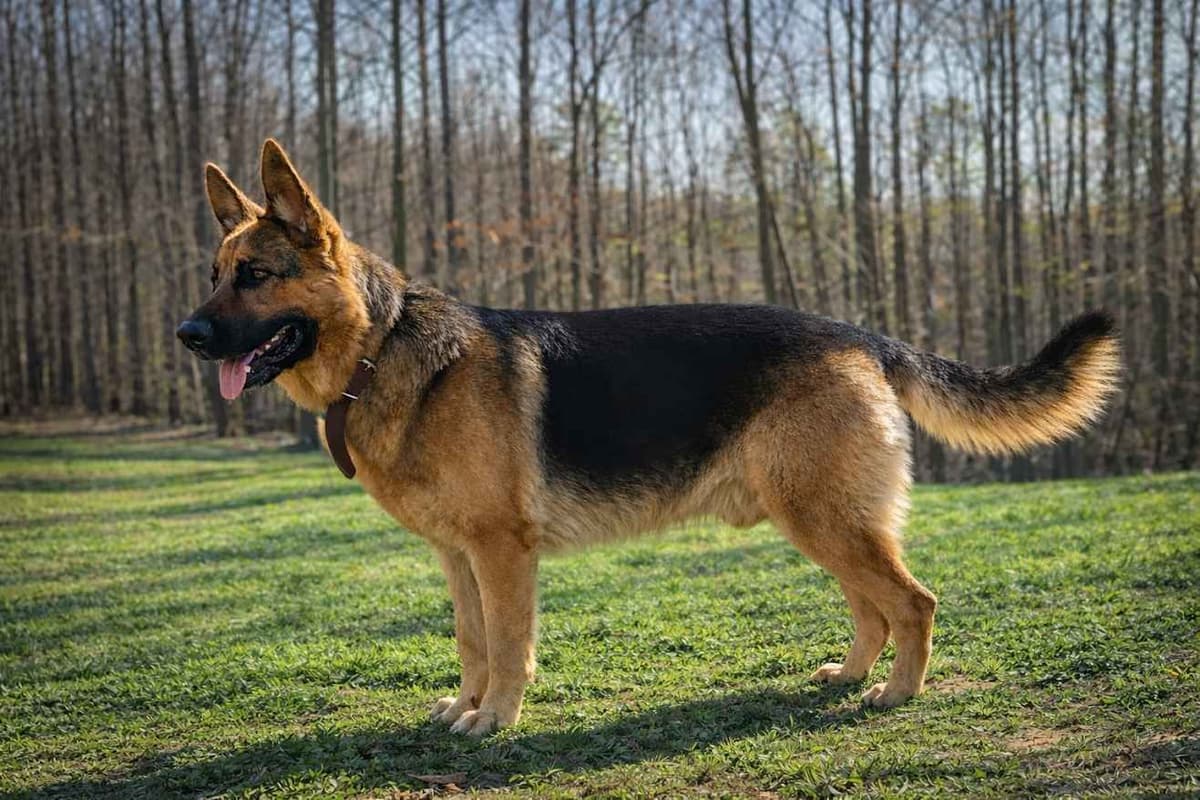 German Shepherd Dog Puppies breeder image 2
