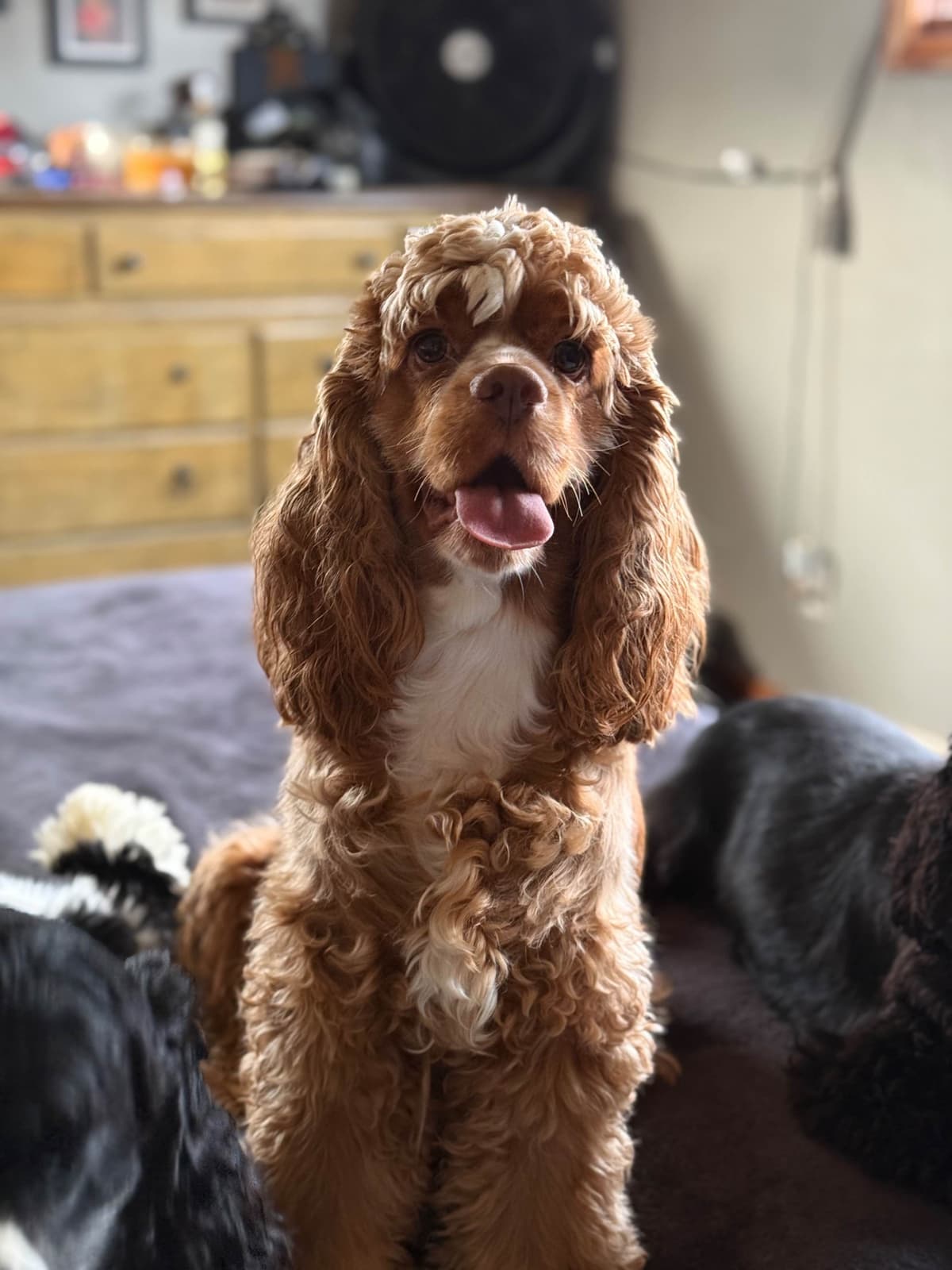 Cocker Spaniel Puppies breeder image 9