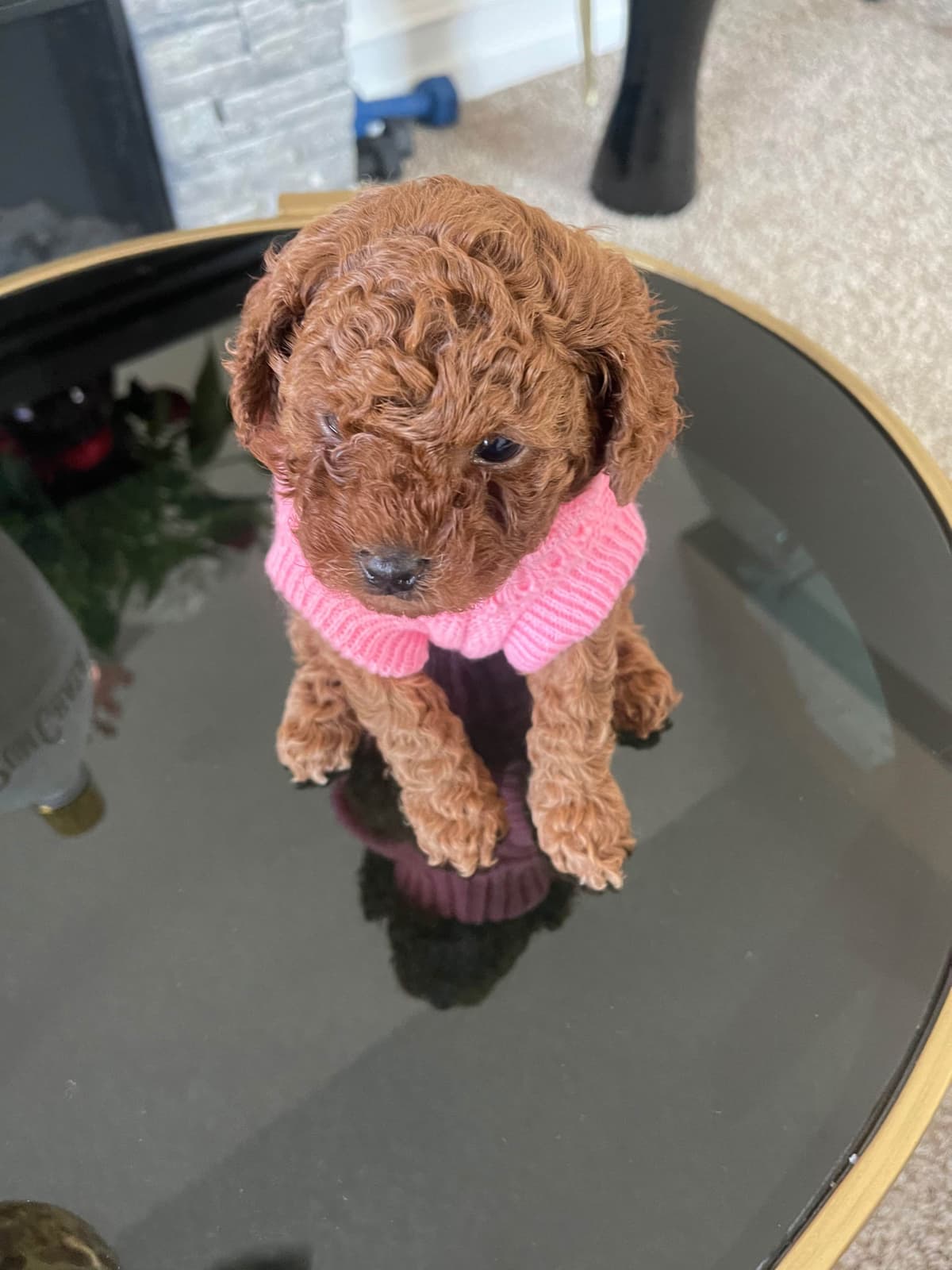 Poodle Puppies breeder image 2