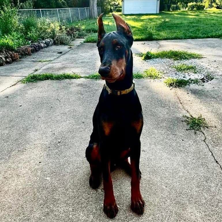 Doberman Pinscher Puppies breeder image 2