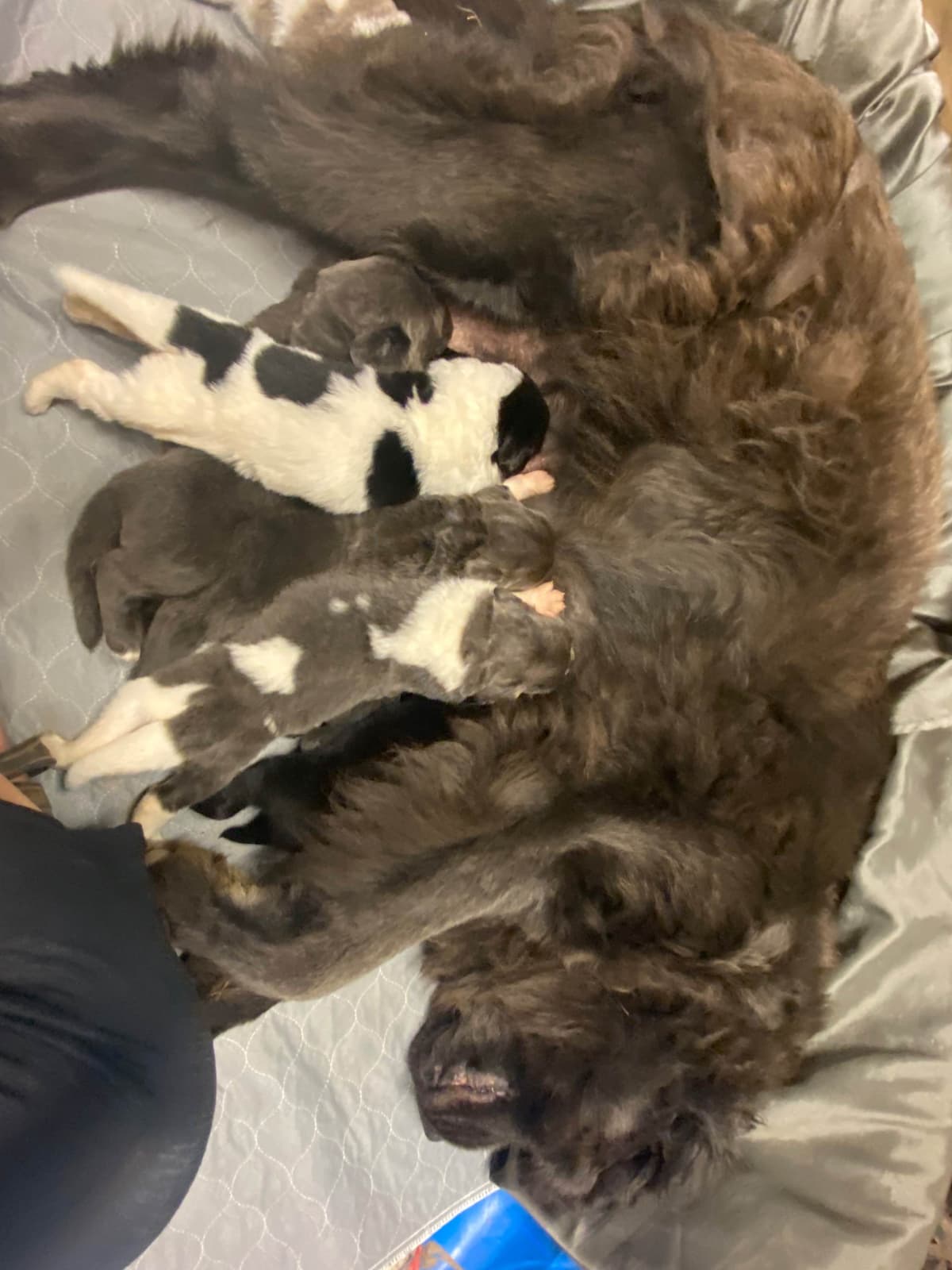 Newfoundland Puppies breeder image 10