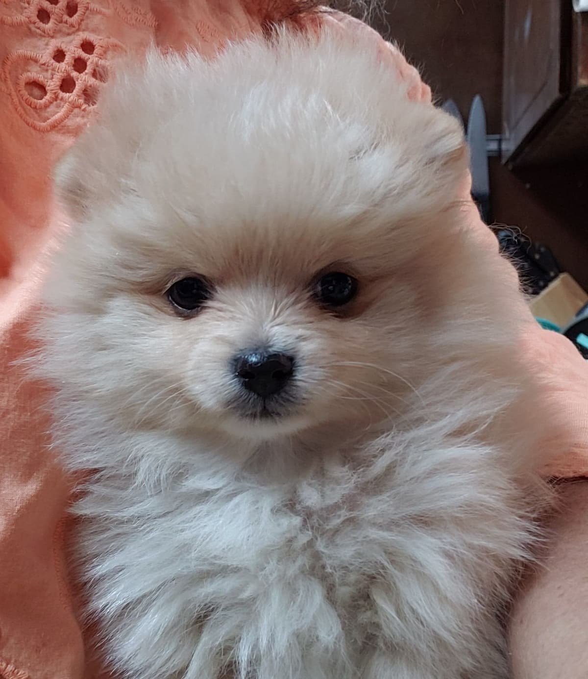 White Pomeranian Puppy breeder image 5